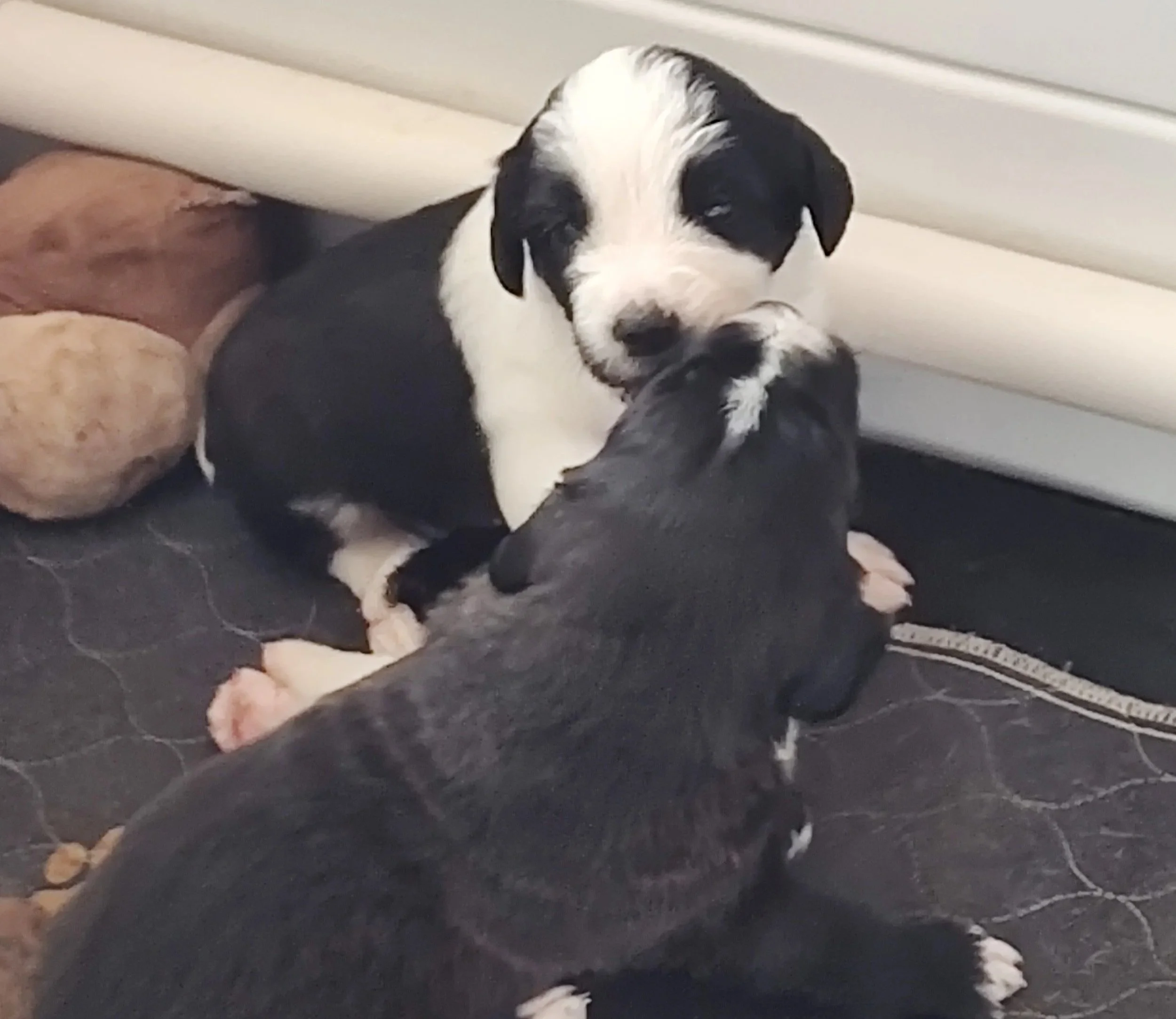 Daisy and Ruth