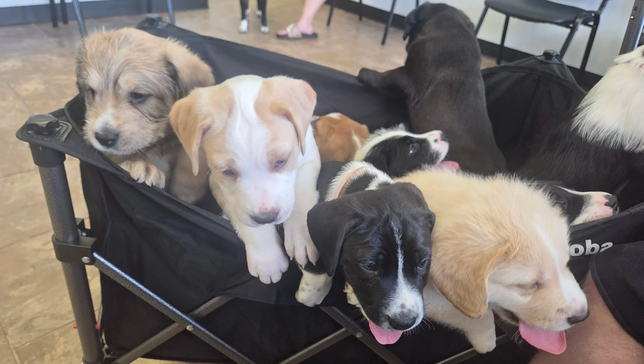 Yoshi, Blondie, Junior, and Neil