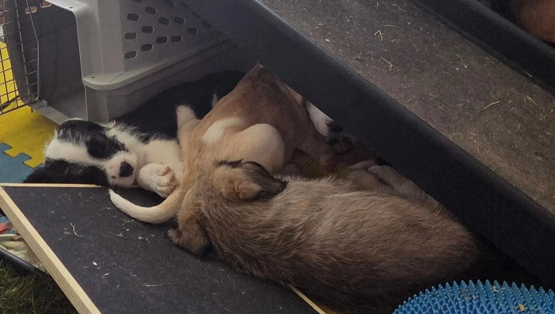 Flea, Blondie, and Yoshi Under the Bridge