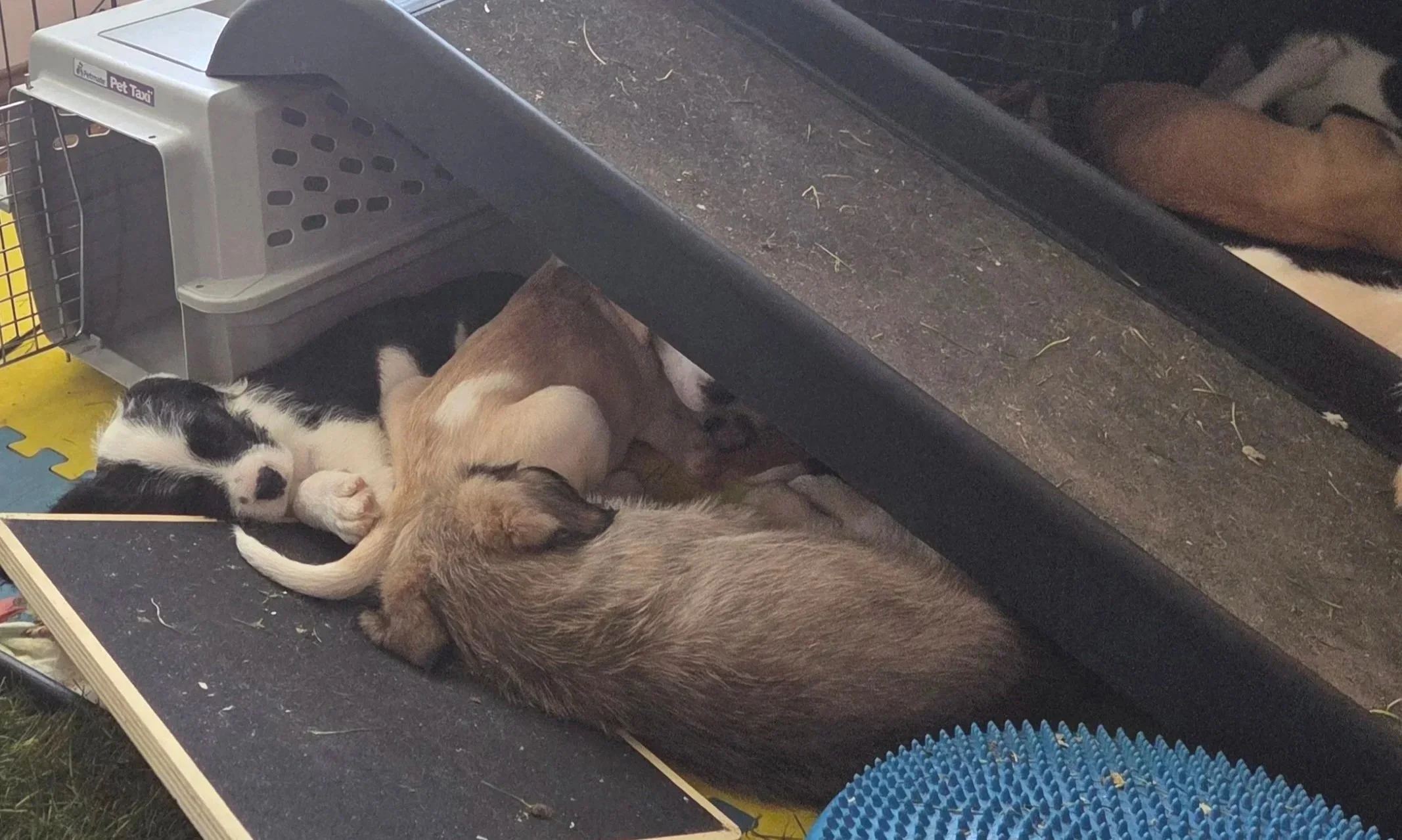 Flea, Blondie, and Yoshi Under the Bridge