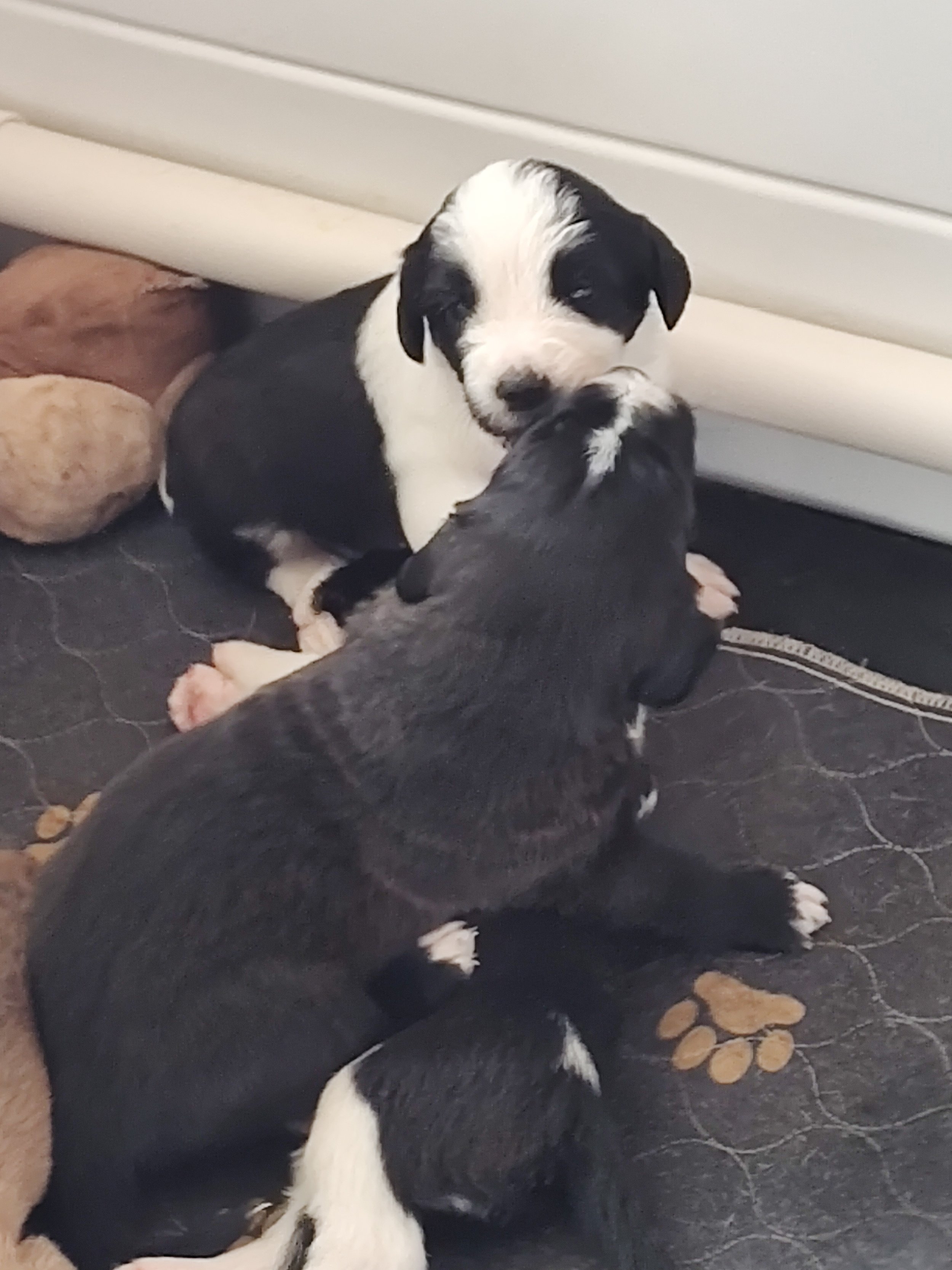 Daisy and Ruth