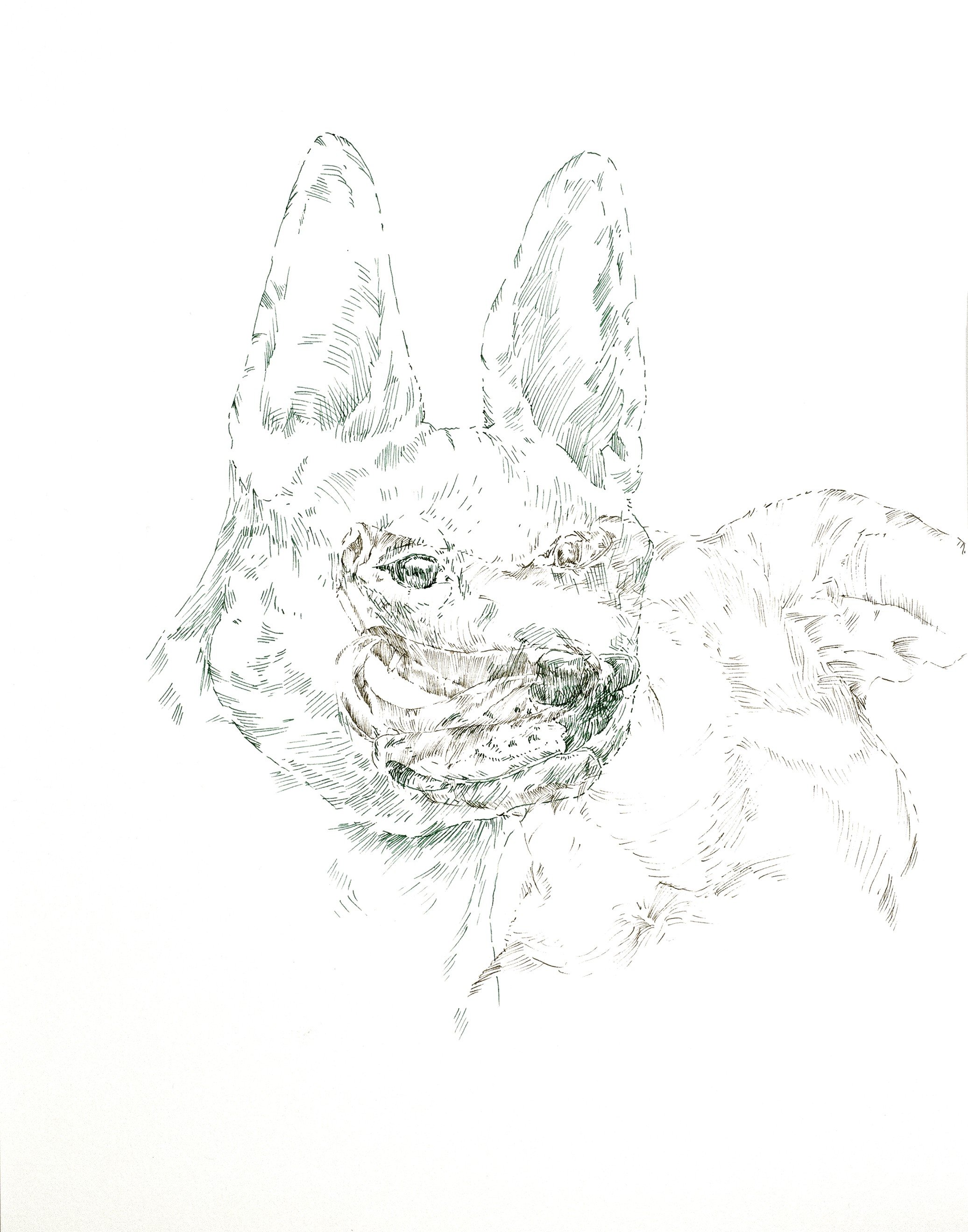 Dogs of the Same Eye