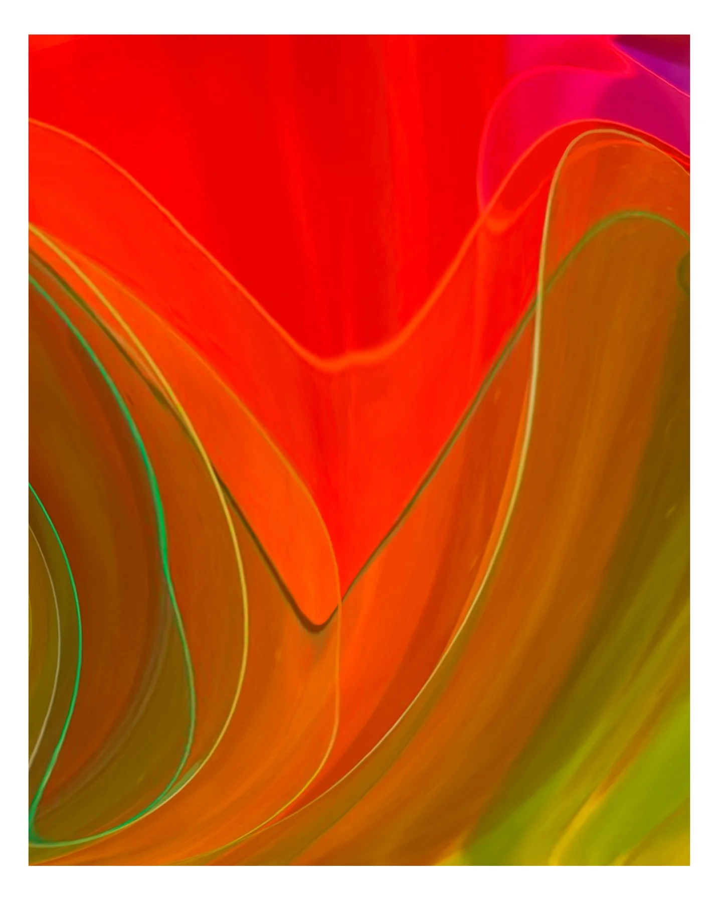 Tulip