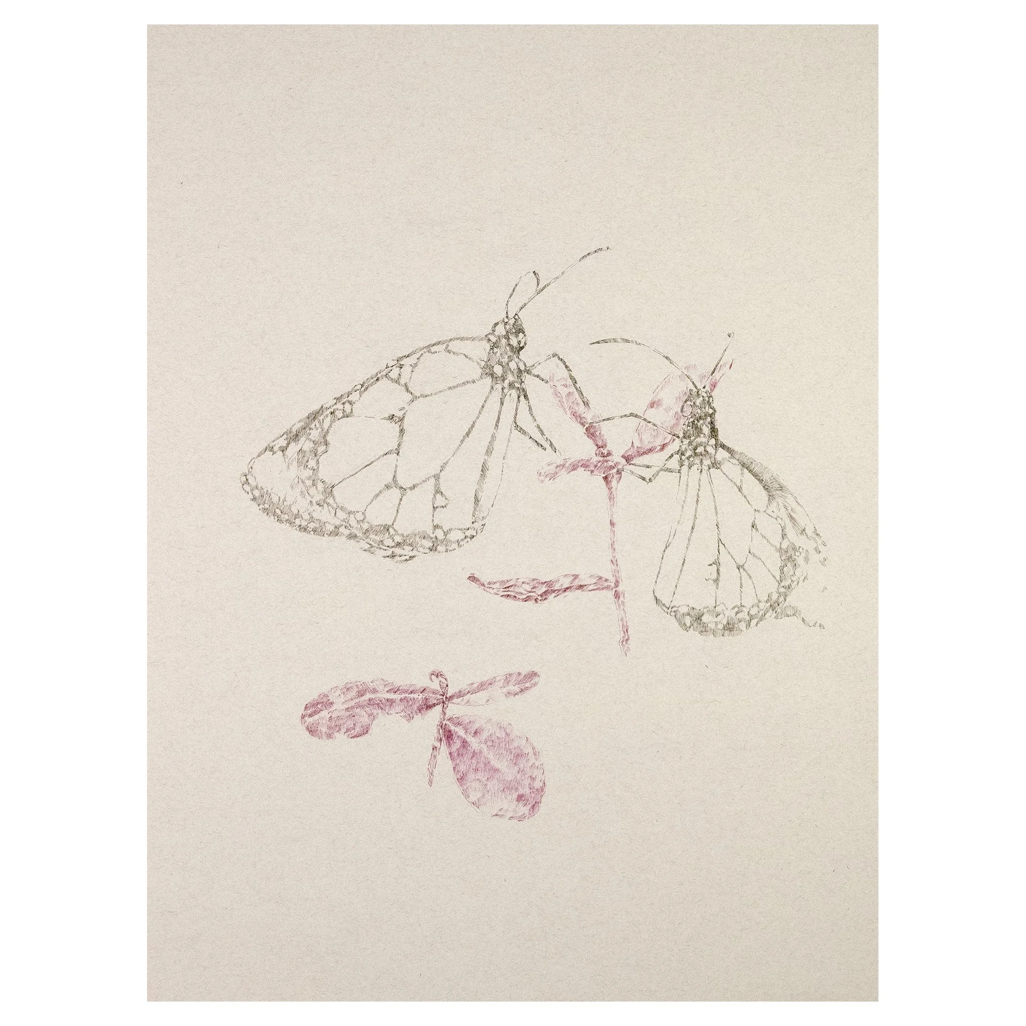 Sumrall_Stephen_Resting Monarchs.jpg