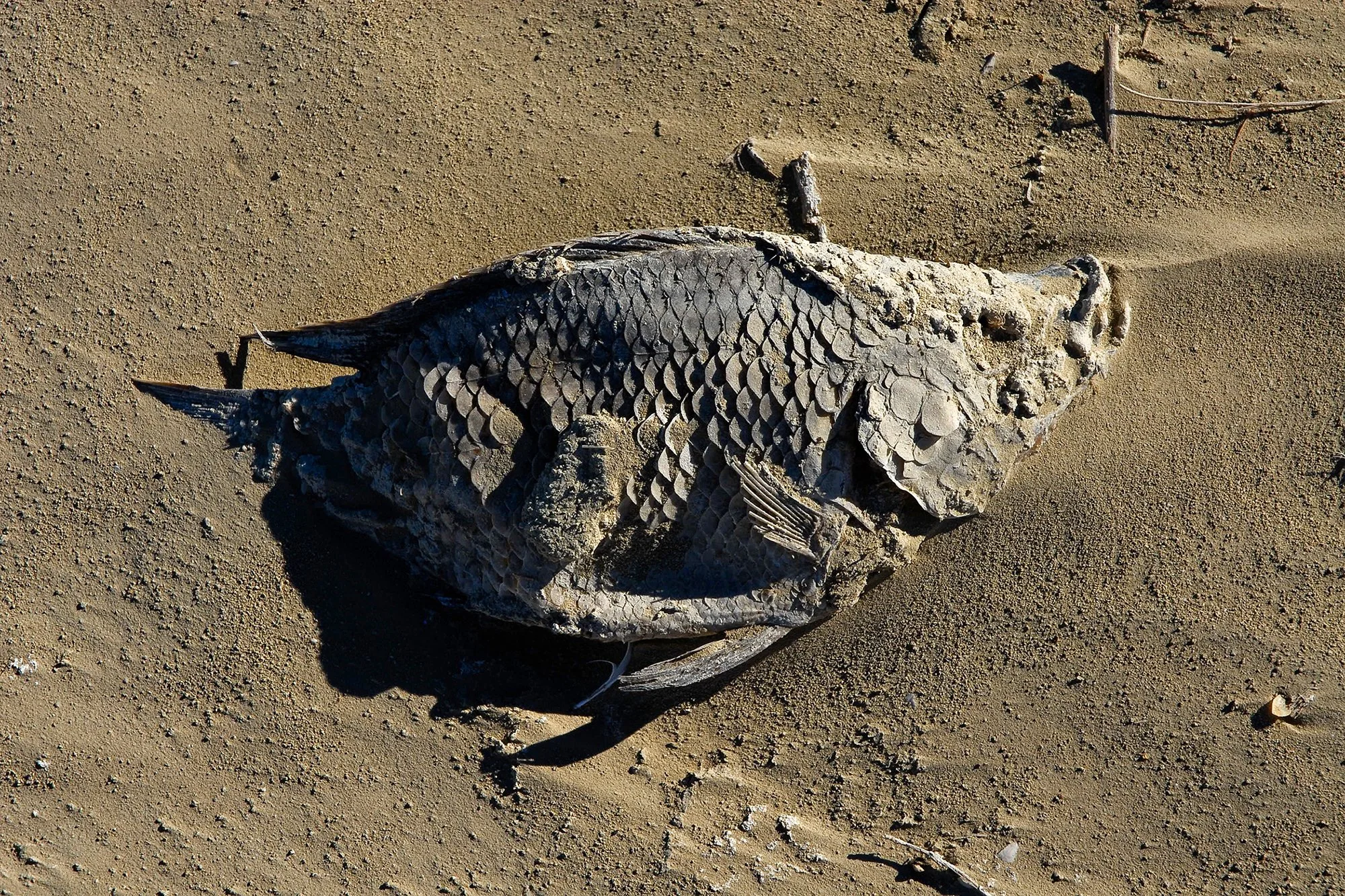 Salton Sea Fish #2