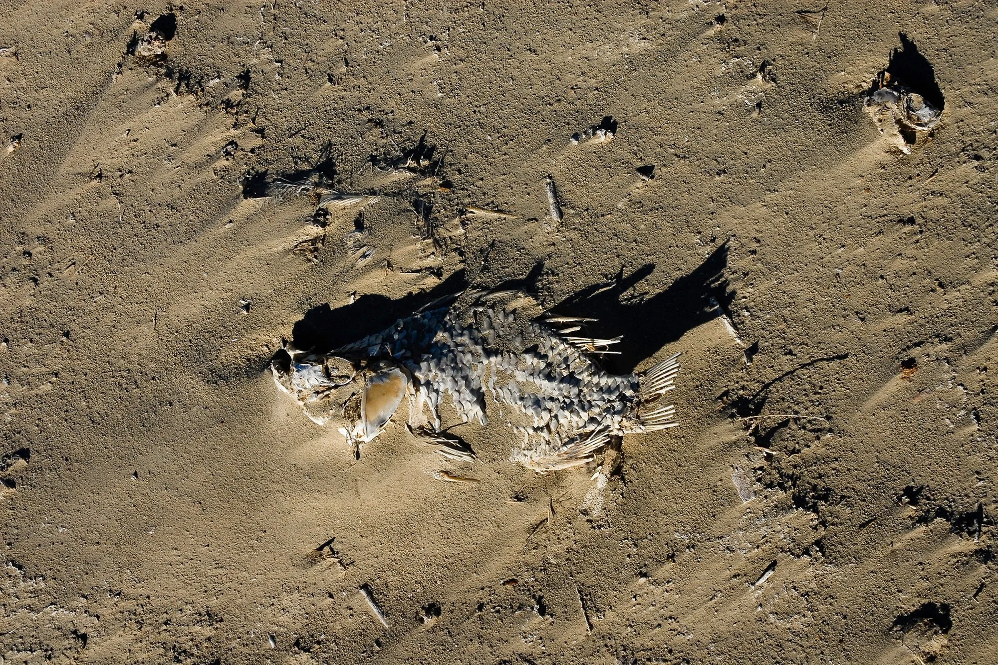 Salton Sea Fish #4