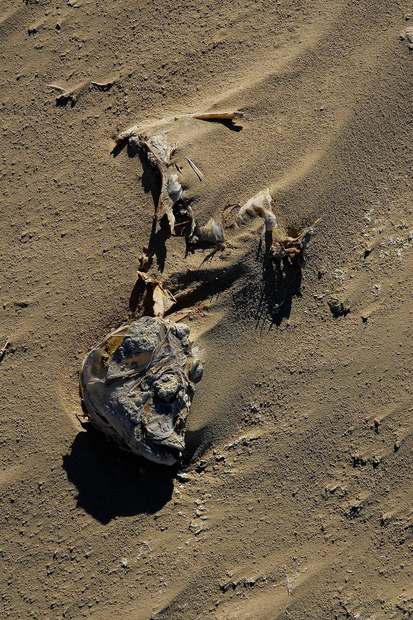 Salton Sea Fish #3
