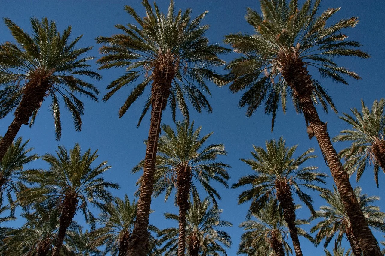 2000-72 Date Palms.jpeg