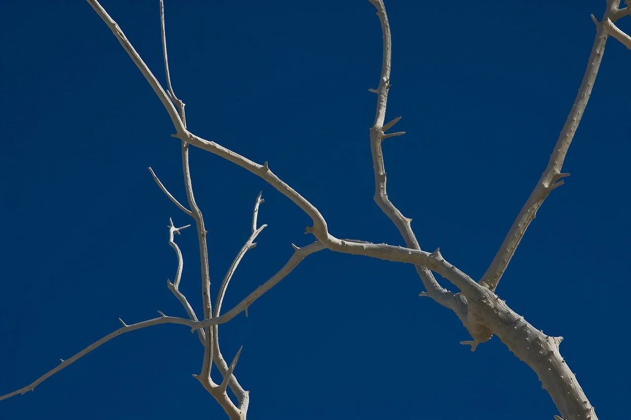 2000-72 Salton Sea Branches #3.jpeg