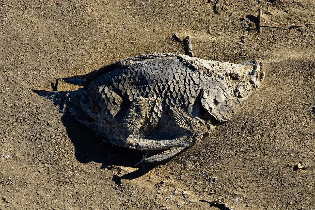2000-72 Salton Sea Fish #2.jpeg