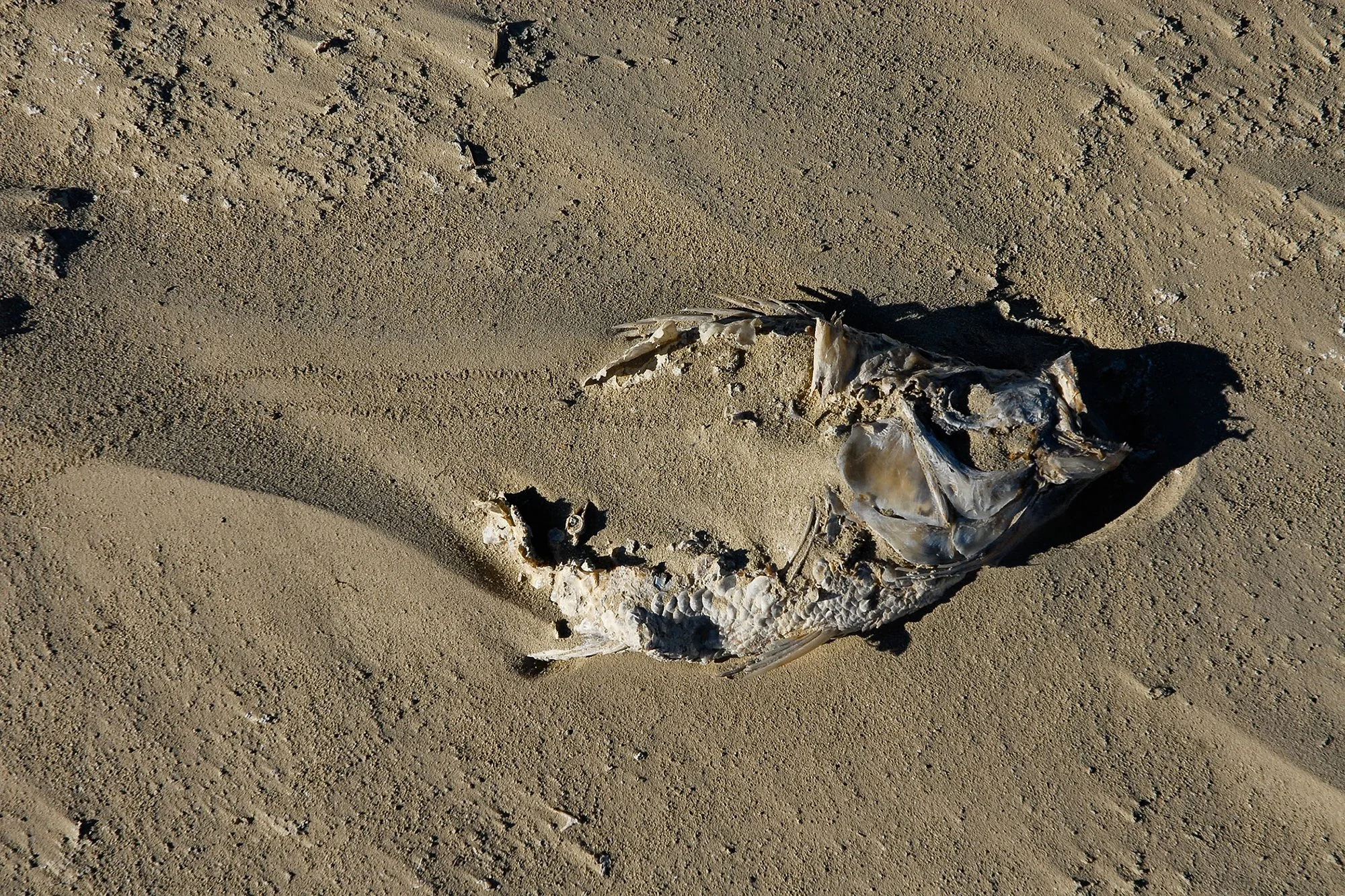 Salton Sea Fish #1