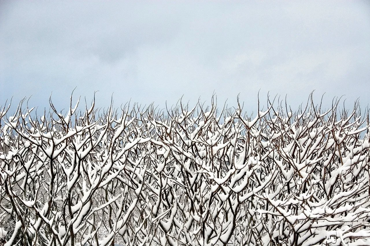 Snow-covered leafless shrub hedge under cloudy sky.