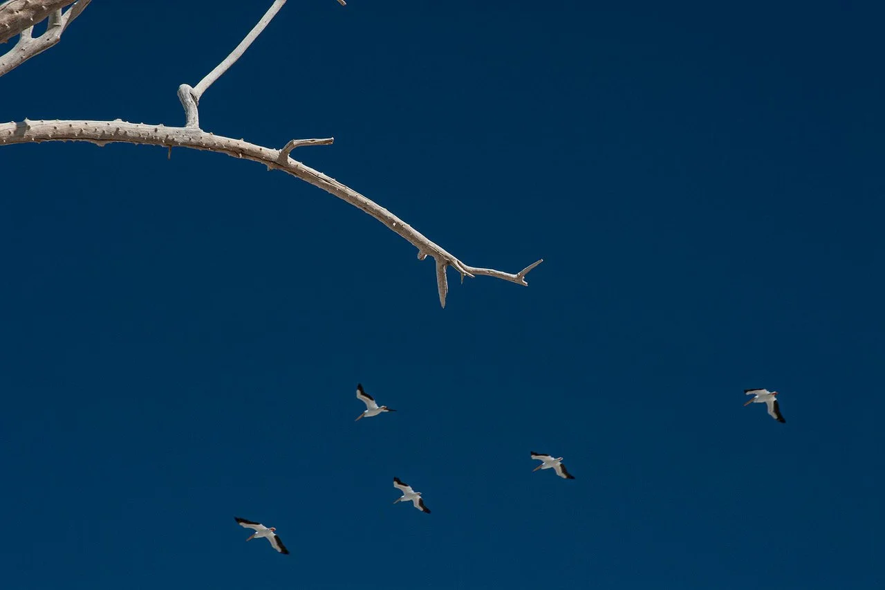 2000-72 Five Pelicans.jpeg