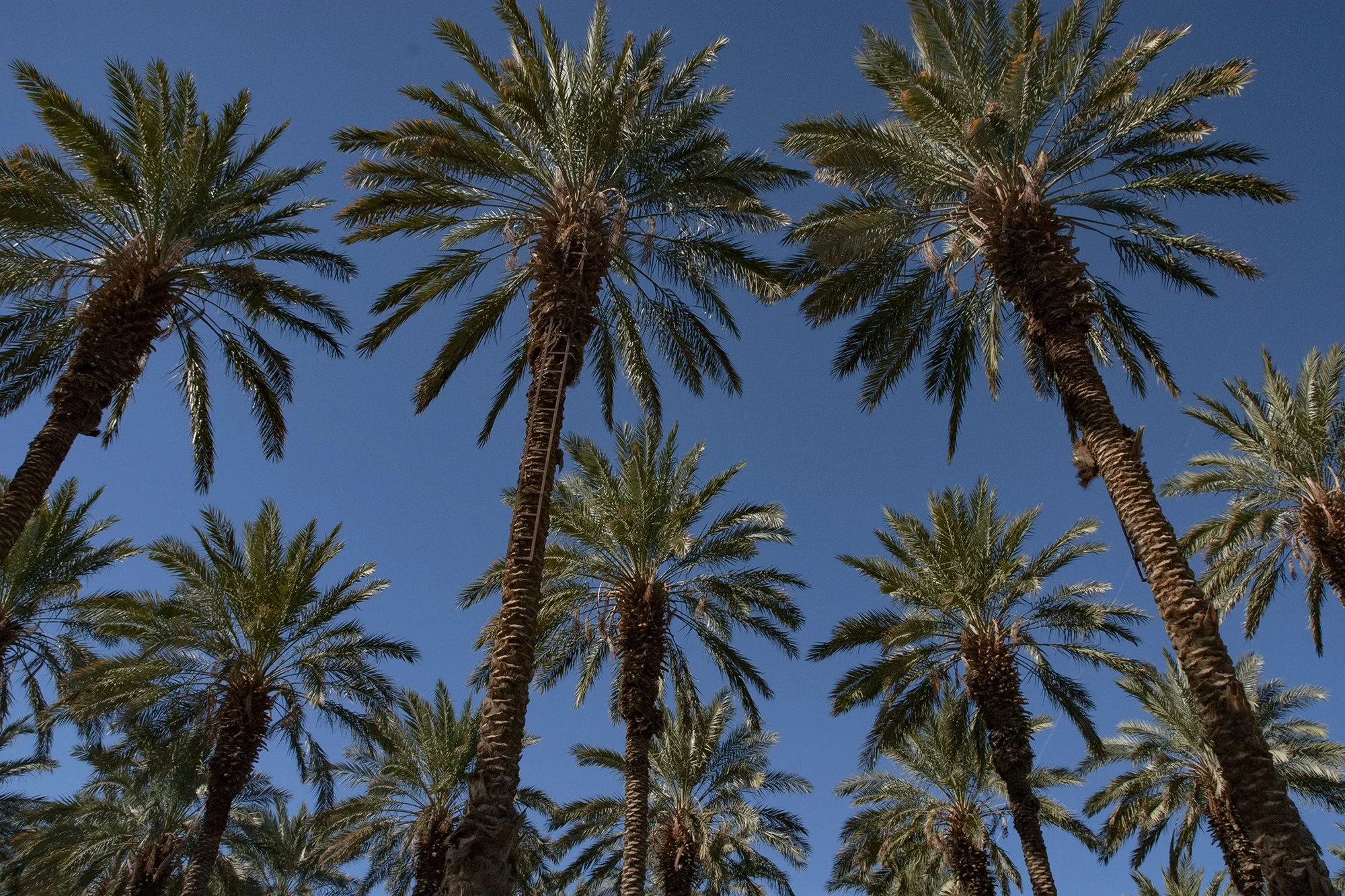 Date Palms