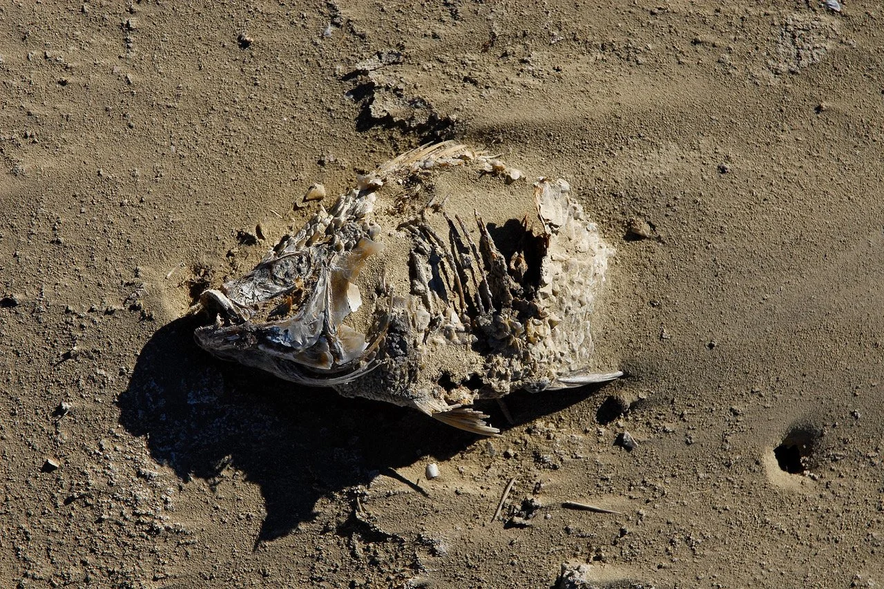 2000-72 Salton Sea Fish #5.jpeg