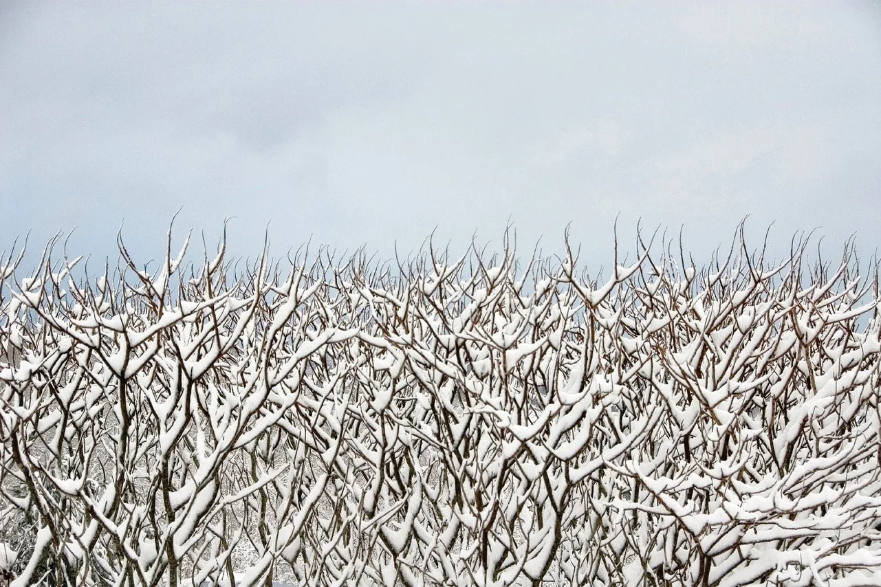 Snow-covered branches of a dense shrub or small tree against a gray overcast sky.