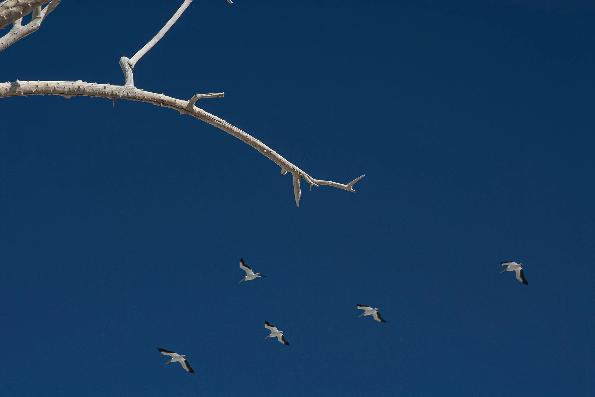 Five Pelicans