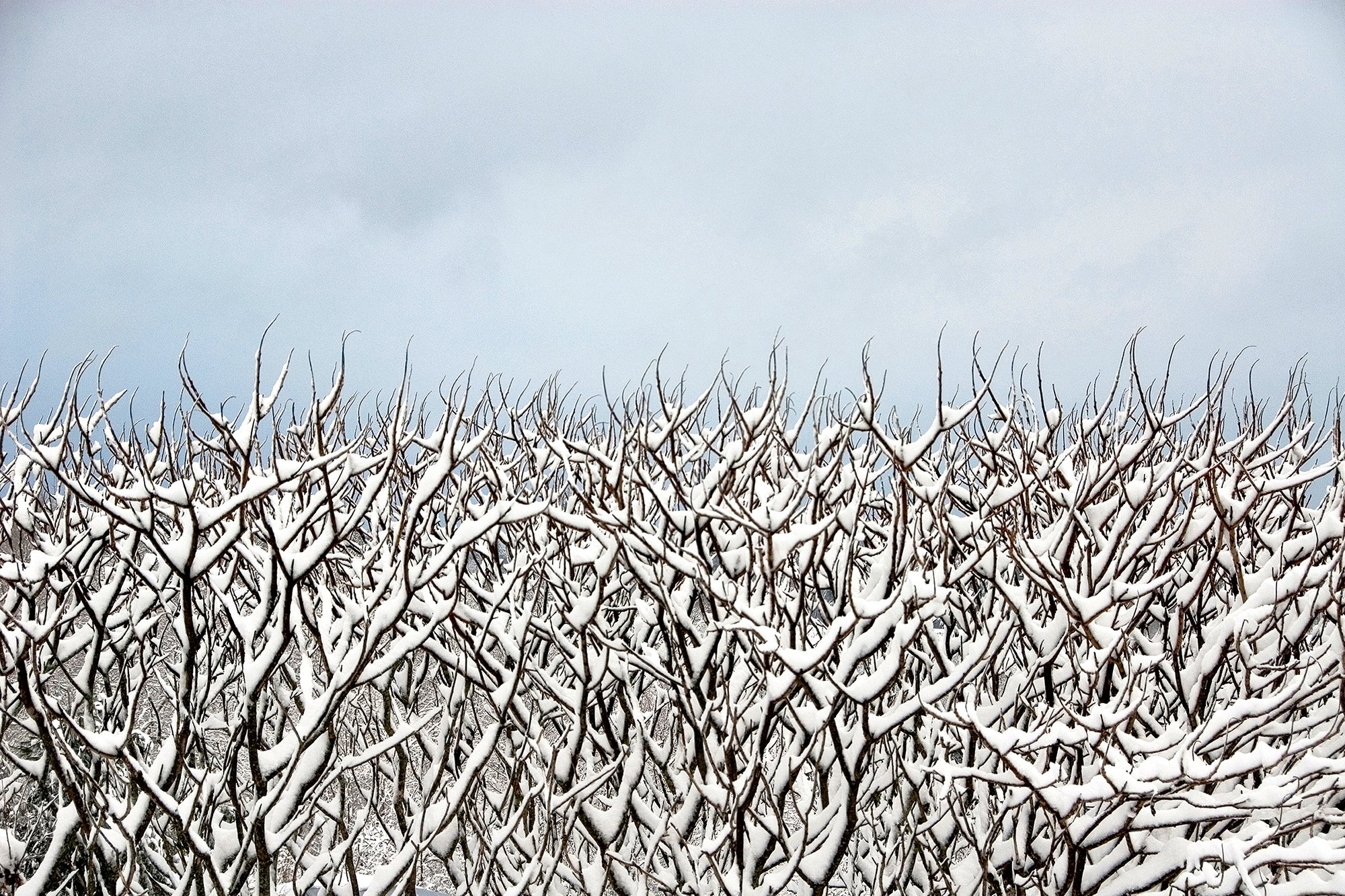 Sumac and Snow