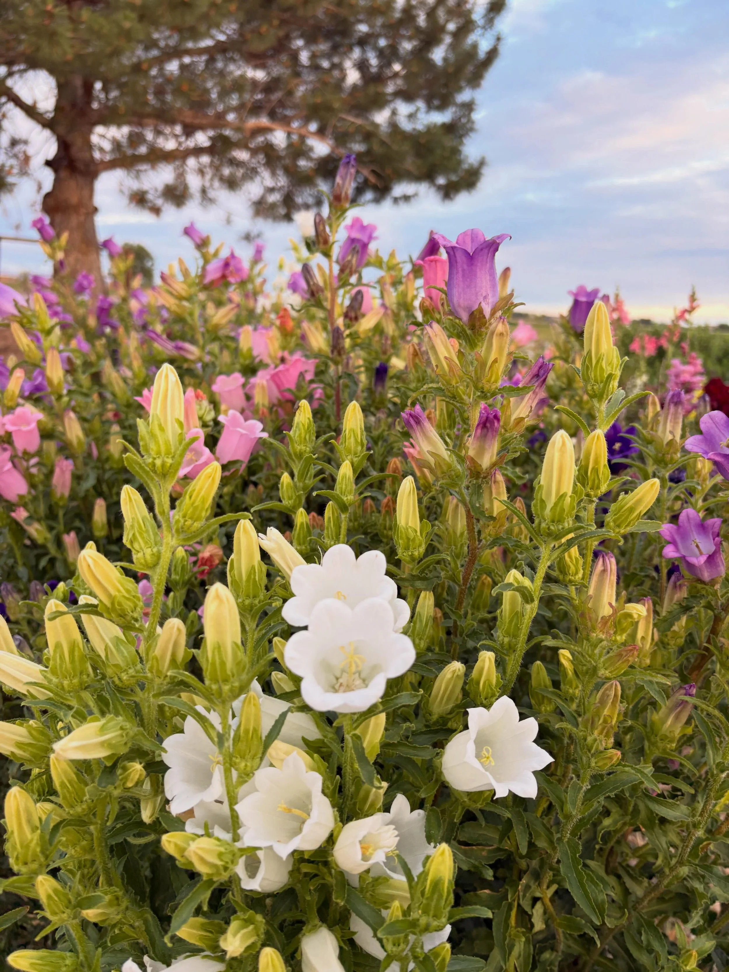 You can&rsquo;t convince me that campanula aren&rsquo;t little fairy flowers 🧚✨