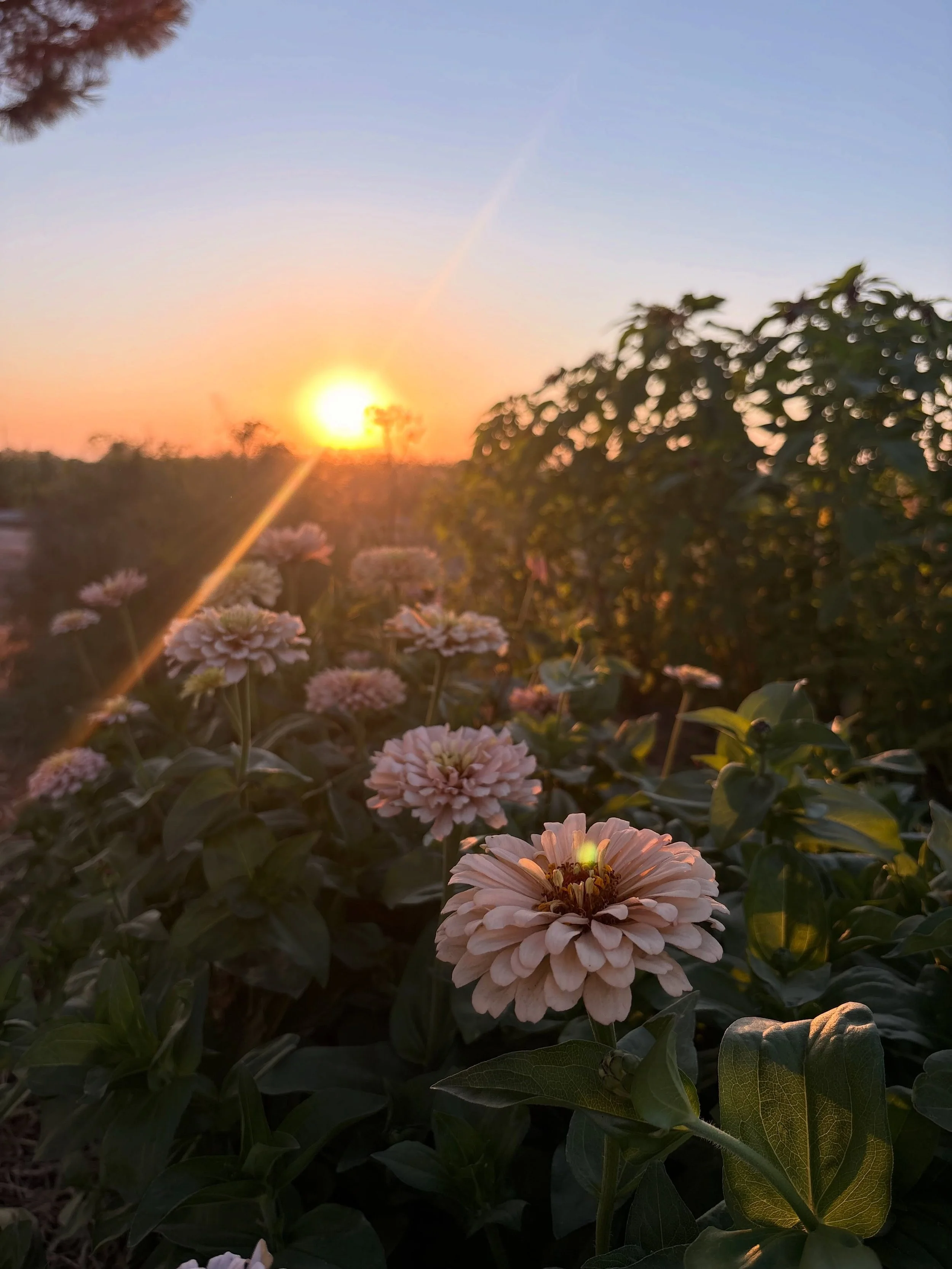 If you look up &ldquo;love hate relationship&rdquo; in the dictionary something about August and flower farmers comes up I&rsquo;m positive. She is beautiful but she is BUSY.