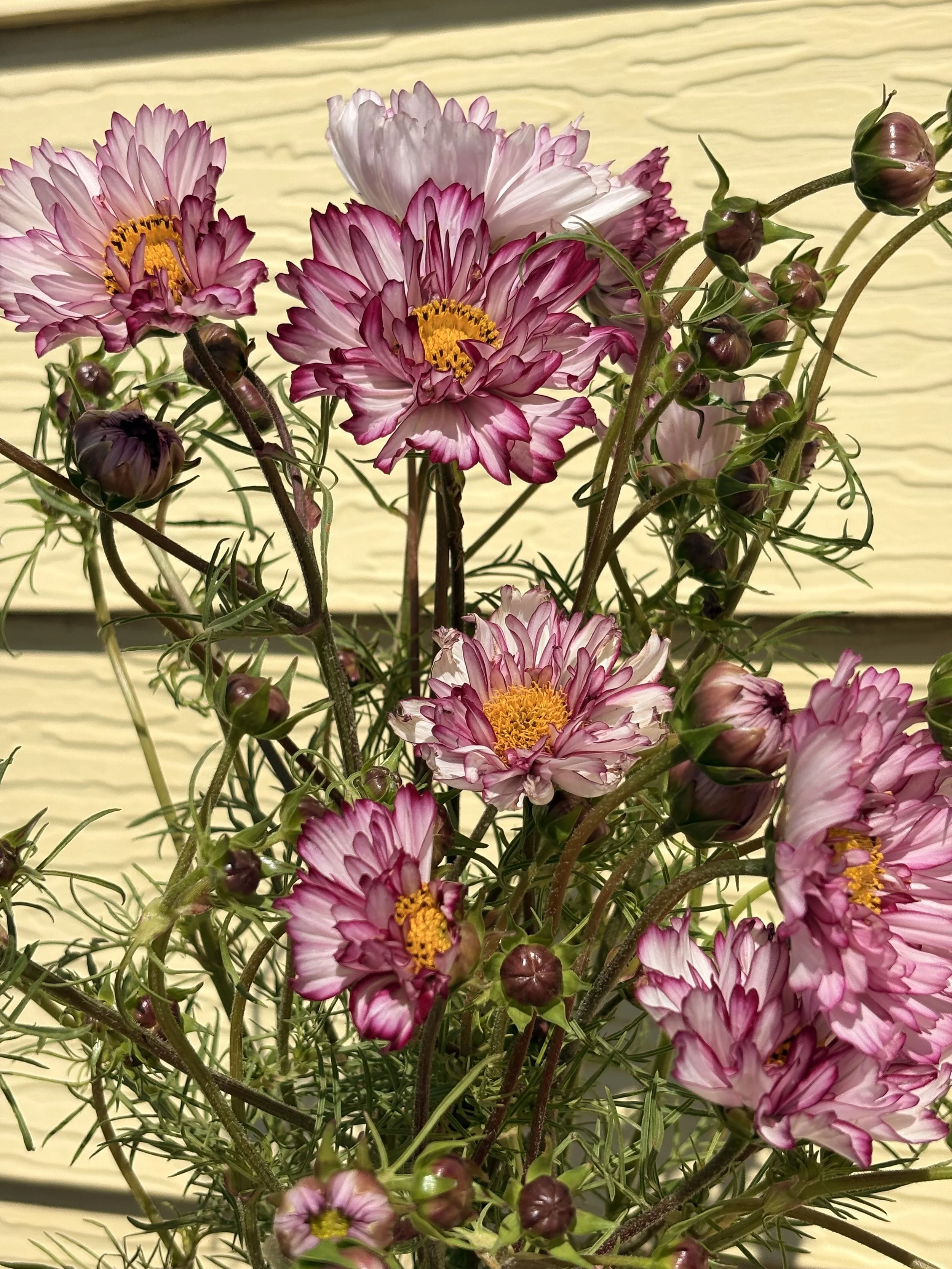 IMG_3356.jpeg