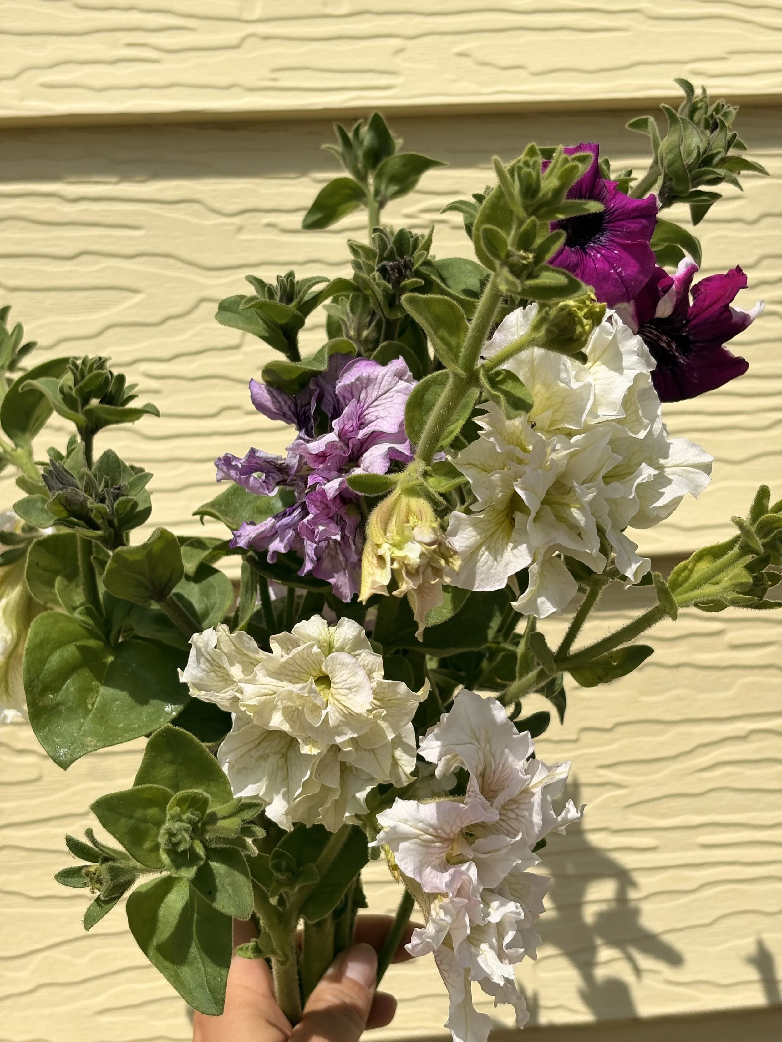 IMG_2714.jpeg
