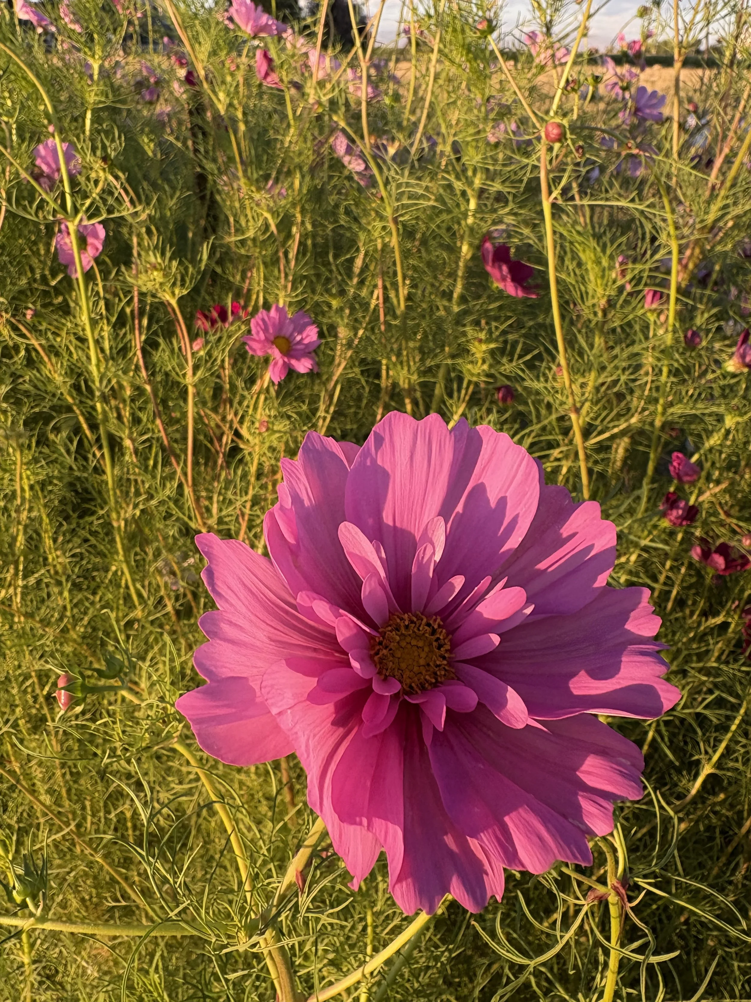 IMG_2957.jpeg