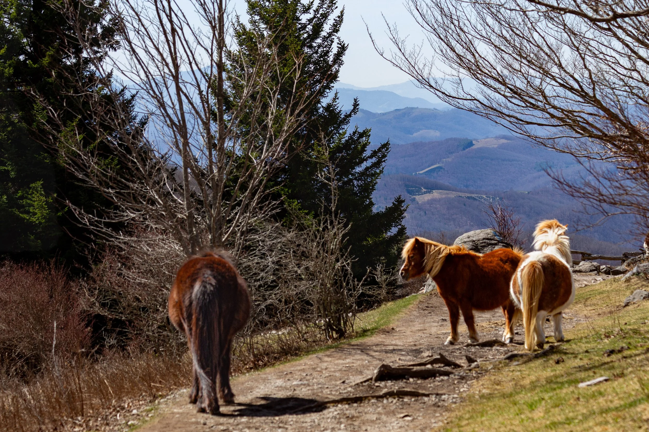 Grayson Highlands Wild Ponies