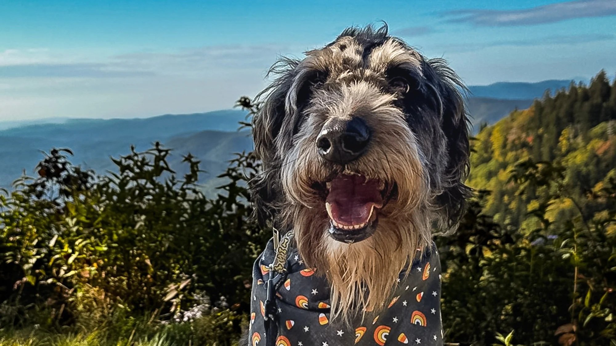 Dioji pauses to take in the mountain views along the Blue Ridge Parkway in North Carolina. Whether it's a winding road, a quiet overlook, or another adventure waiting around the bend, there's no better travel companion than a dog who's just as excite
