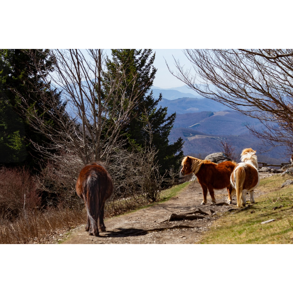 Wild ponies grazing in Grayson Highlands State Park, Virginia beneath the Blue Ridge Mountains.
