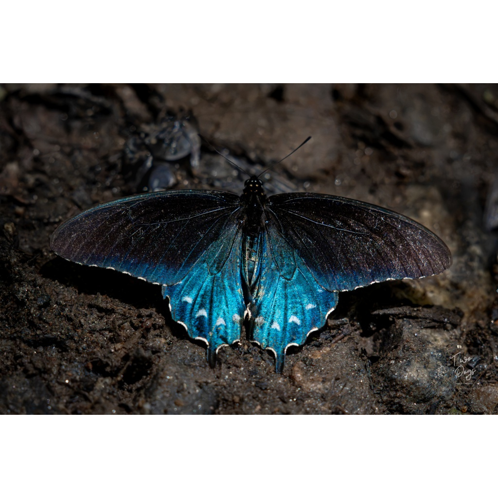 Close-up photograph of a vibrant blue butterfly resting on dark forest leaves, with iridescent sapphire-blue wings contrasting against the earthy woodland floor.