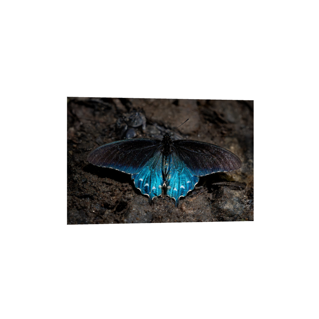 Wings of Sapphire