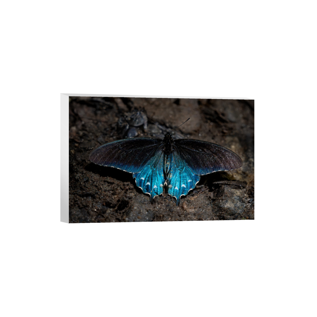 Close-up photograph of a Blue Morpho butterfly resting on dark forest leaves, its iridescent sapphire-blue wings glowing against the woodland floor.
