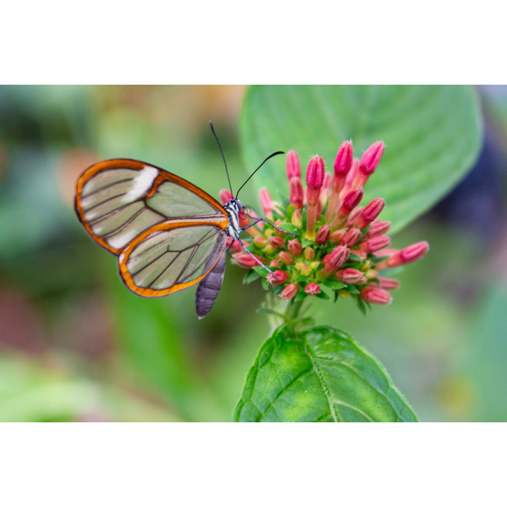 Glasswing butterfly with transparent wings perched on vibrant pink wildflowers against a soft green background.