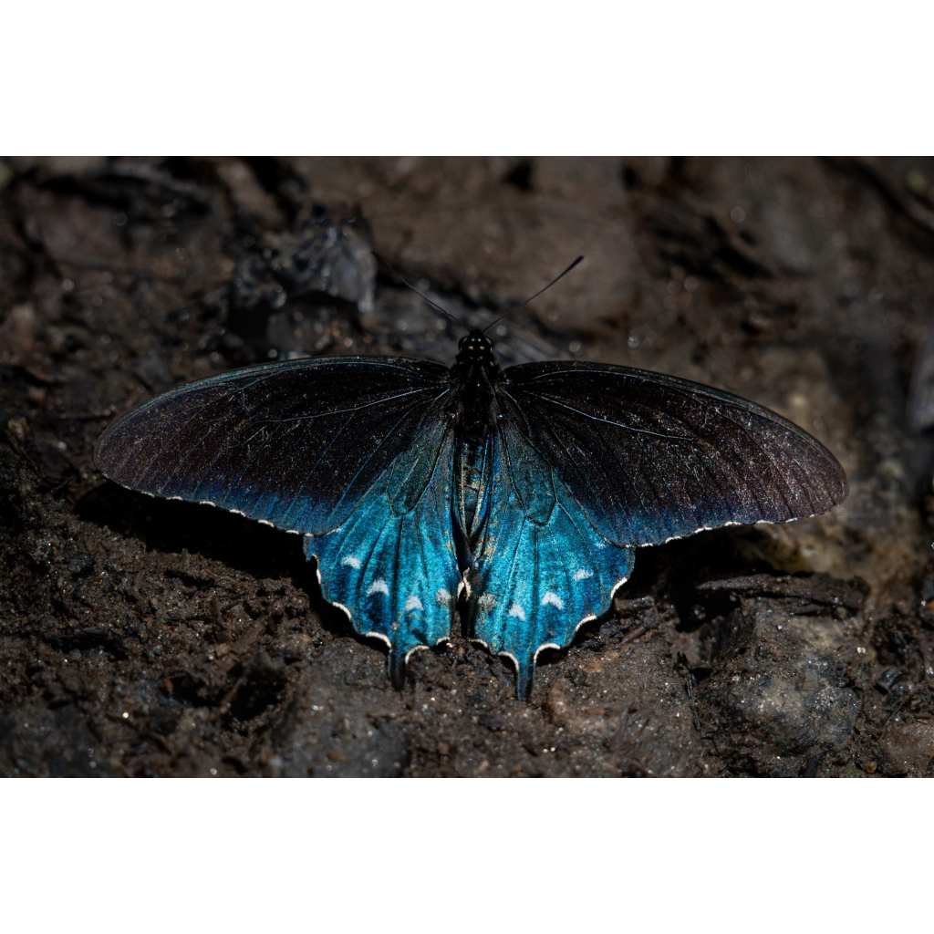 Pipevine swallowtail butterfly with wings spread, revealing brilliant iridescent blue markings while resting on damp earth near Reems Creek, North Carolina.
