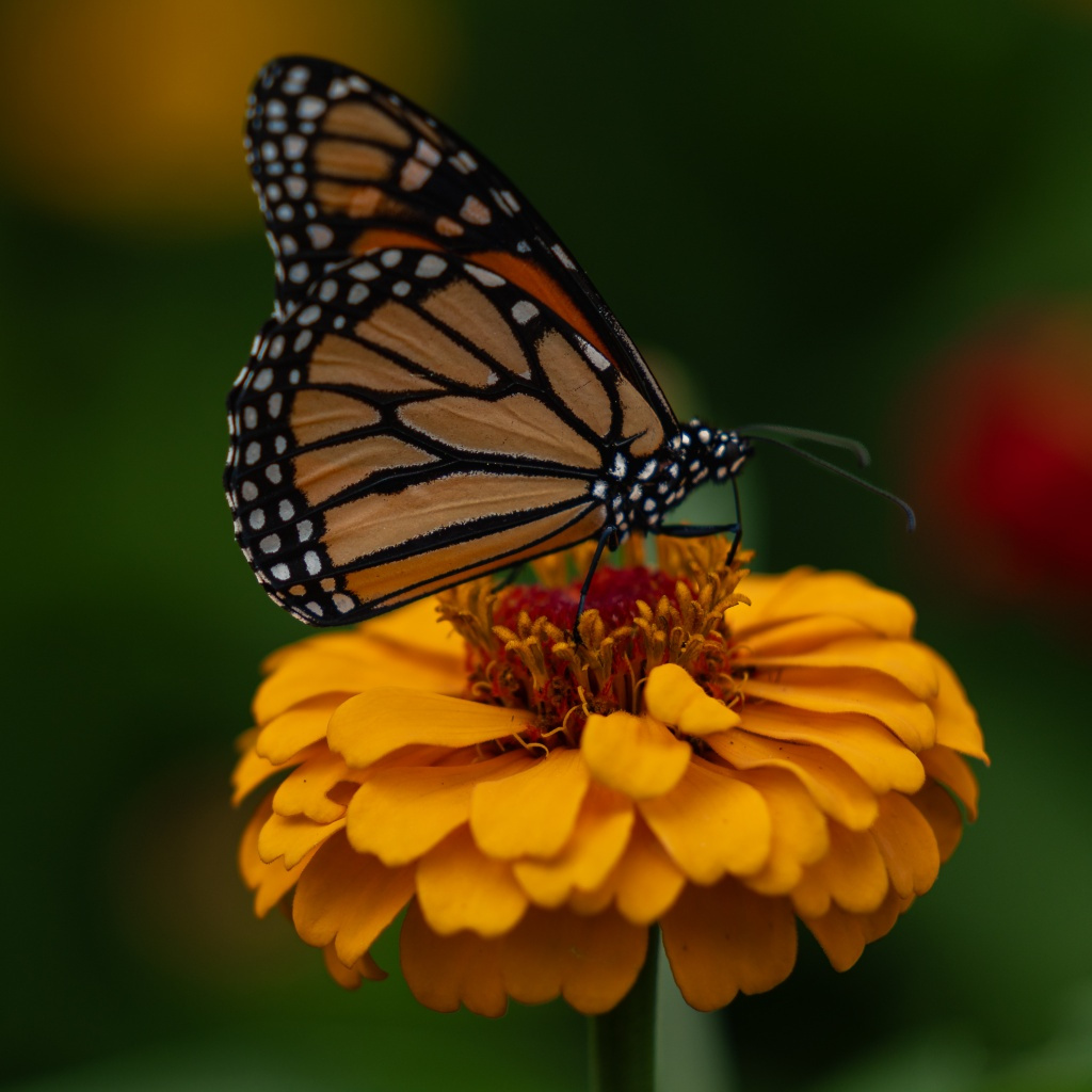 Choosing to Land