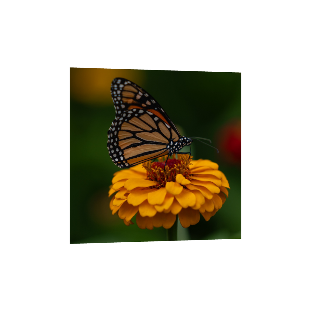 Monarch butterfly resting on a vibrant orange zinnia in a North Carolina pollinator garden.