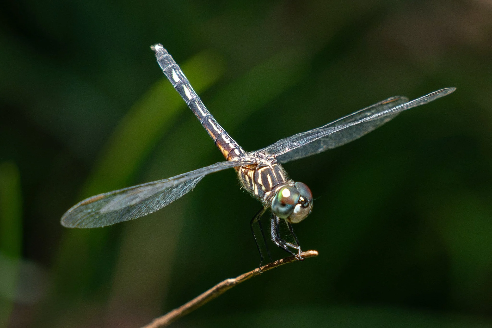 A dragonfly perched at the tip of a thin branch with its translucent wings extended against a deep green garden background at Kanapaha Botanical Gardens in Gainesville, Florida.