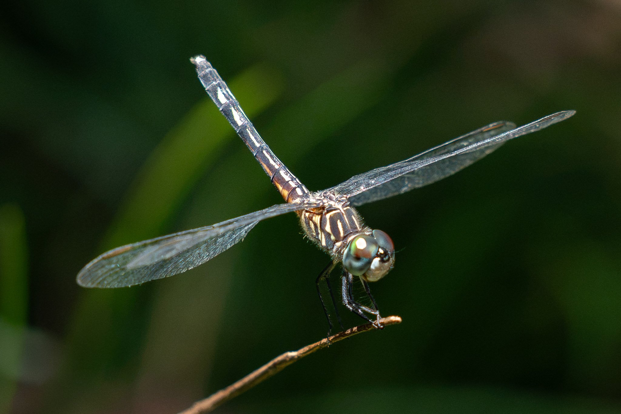 At the Edge of Flight