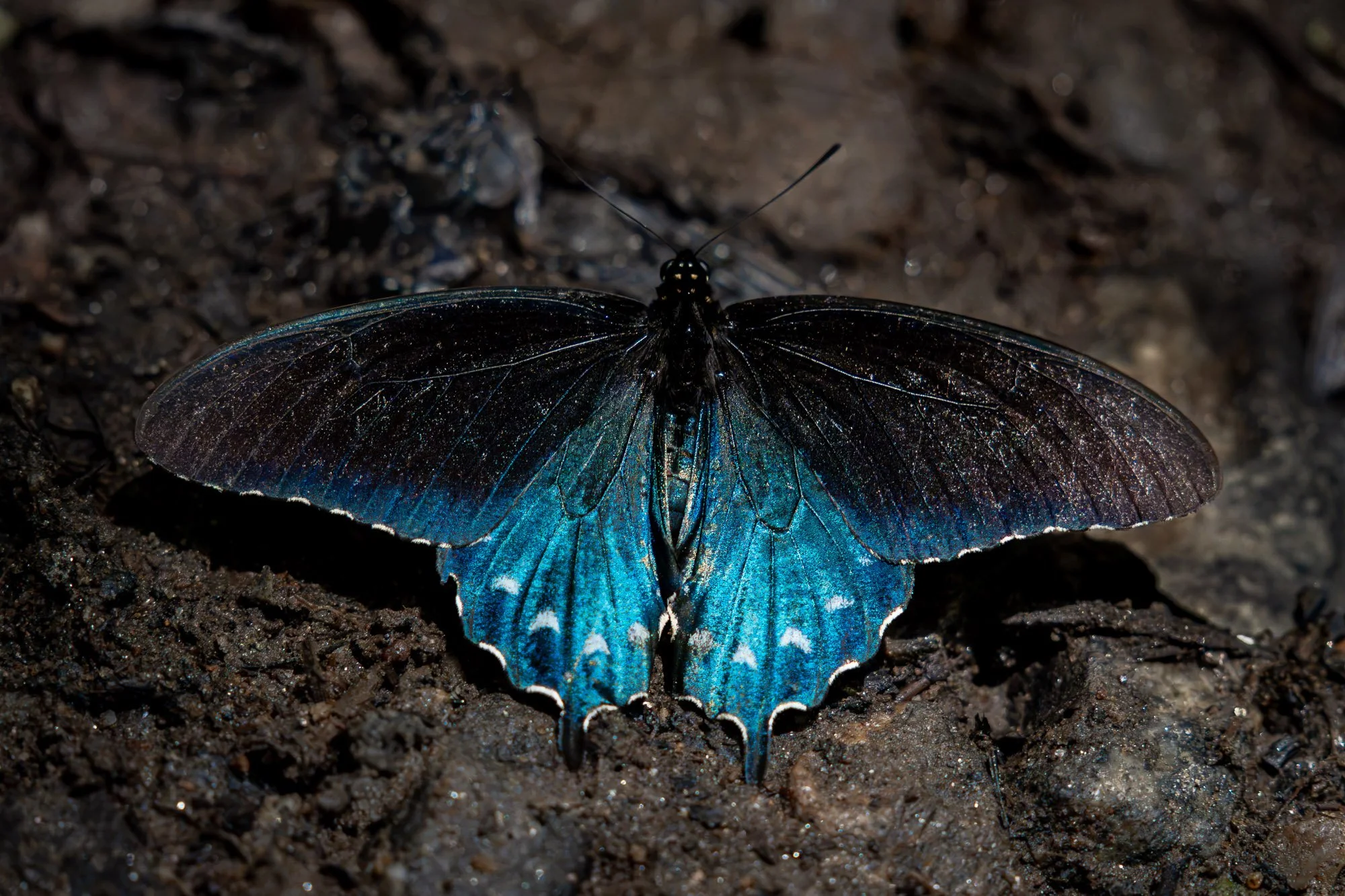 Pipevine Swallowtail butterfly resting on damp ground during puddling behavior in Western North Carolina with other butterflies nearby.