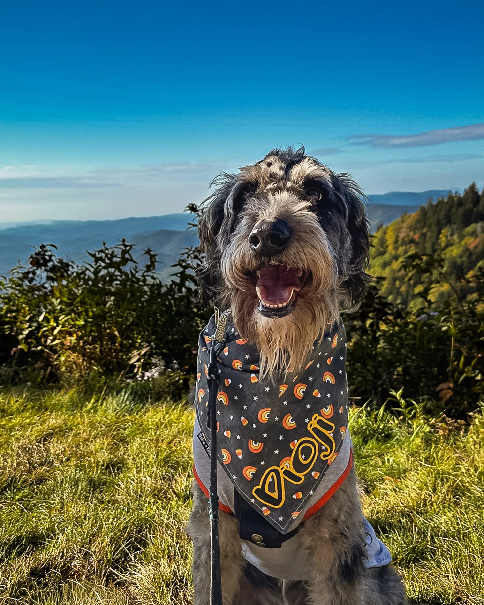 Dioji pauses to take in the mountain views along the Blue Ridge Parkway in North Carolina. Dioji is a labradoodle wearing a fall bandana with pumpkins and starts. Captured by Two Dogs and a Camera.