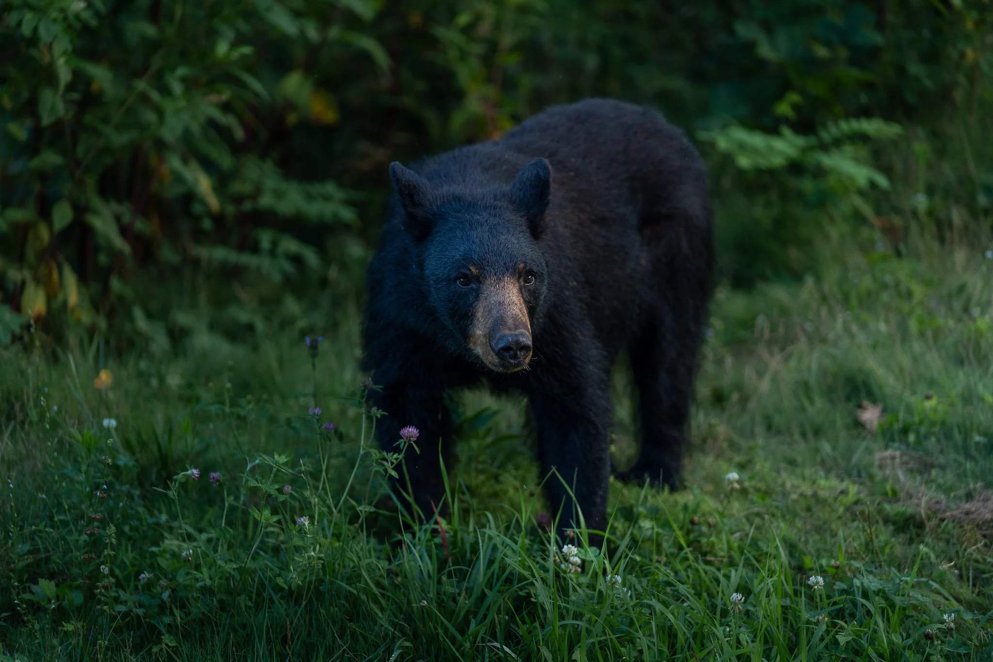 A black bear stands quietly in a mountain meadow surrounded by green grasses and wildflowers during the soft evening light, pausing to watch the camera with a calm, curious expression.