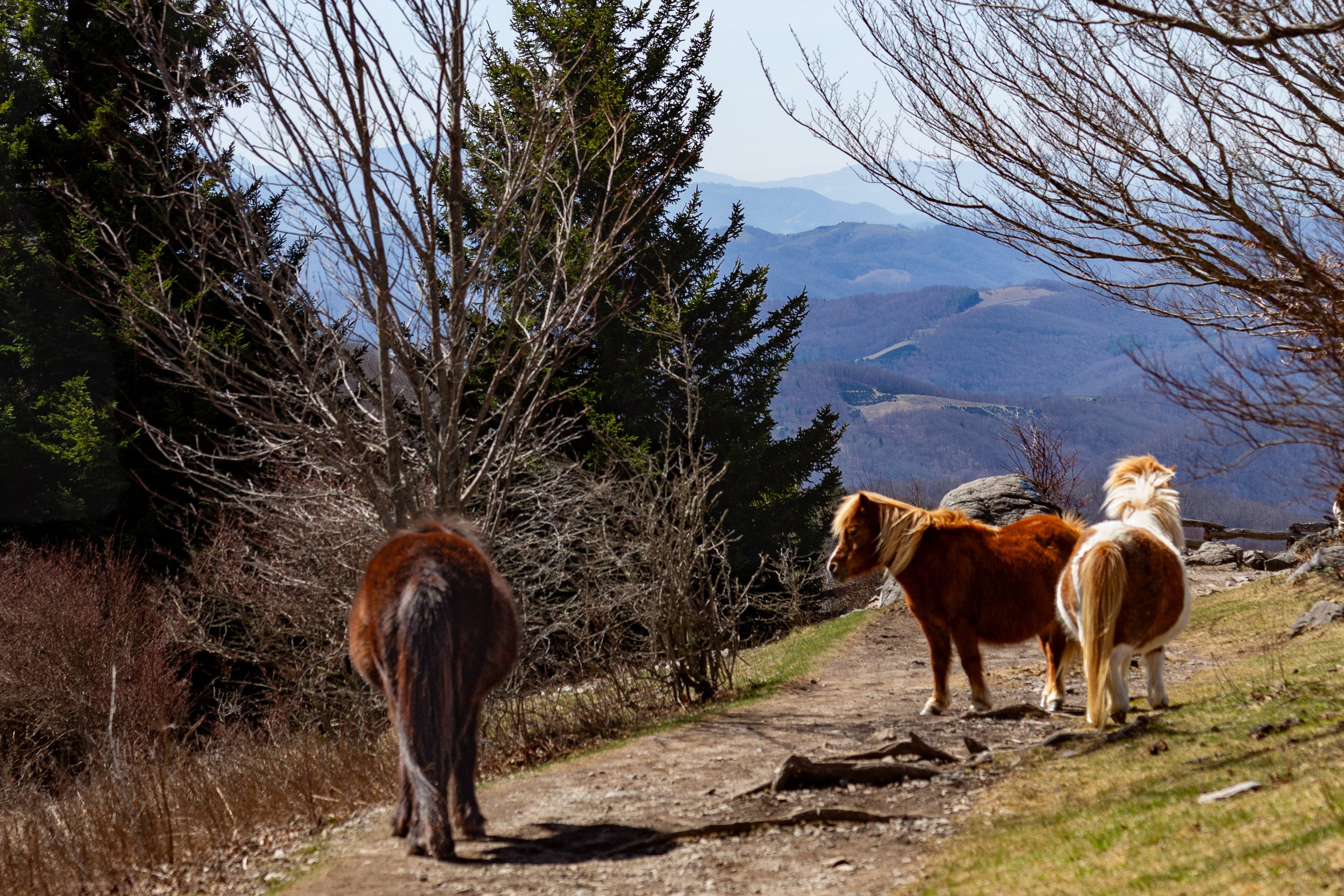 Wild ponies standing along a mountain trail overlooking the layered Appalachian Mountains at Grayson Highlands, Virginia.