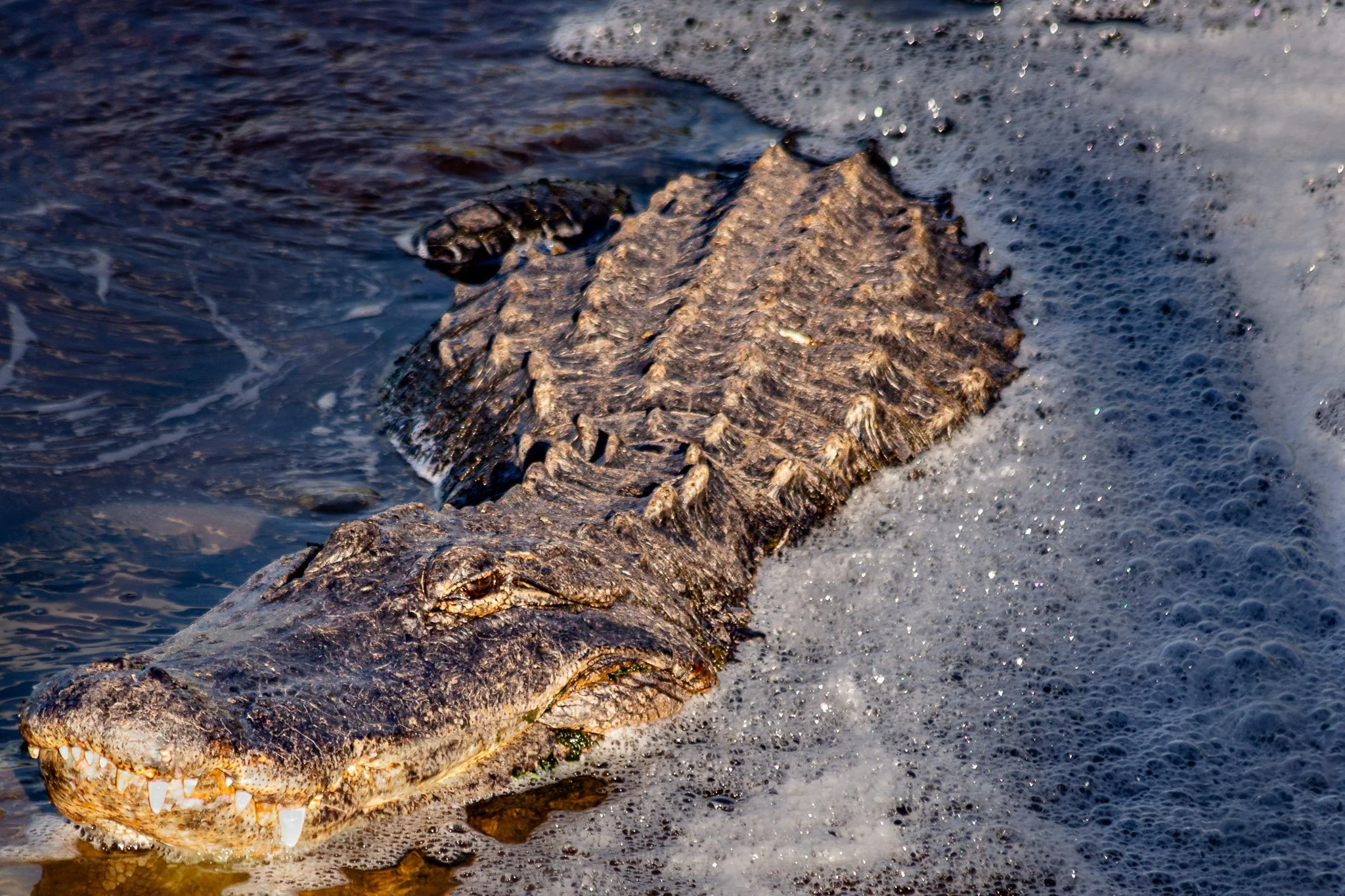 Close view of an American alligator in the water at La Chua Trail.