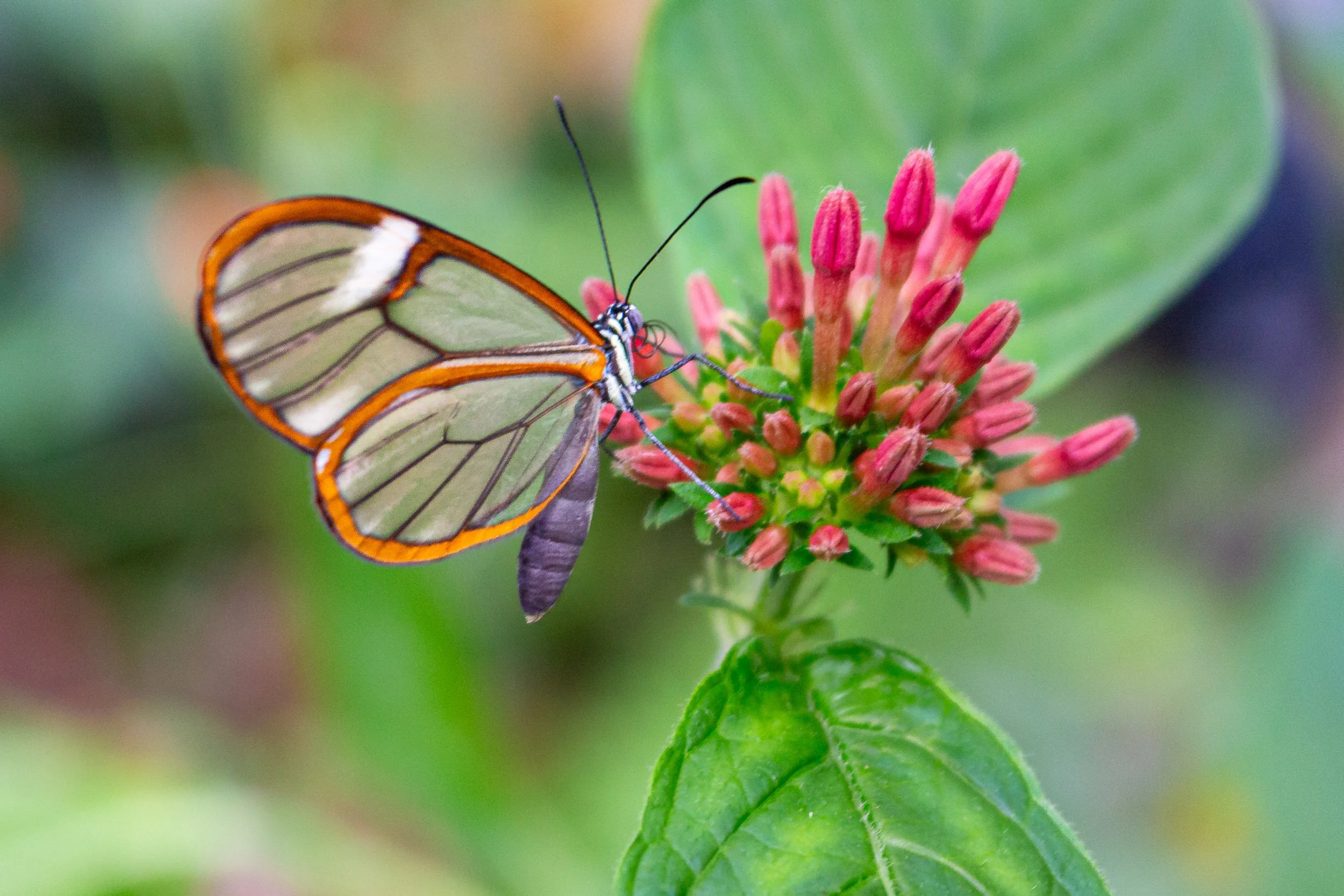 A glasswing butterfly rests on a cluster of flowers, its transparent wings blending almost seamlessly into the surrounding greenery. Photographed at the Florida Museum of Natural History Butterfly Rainforest.