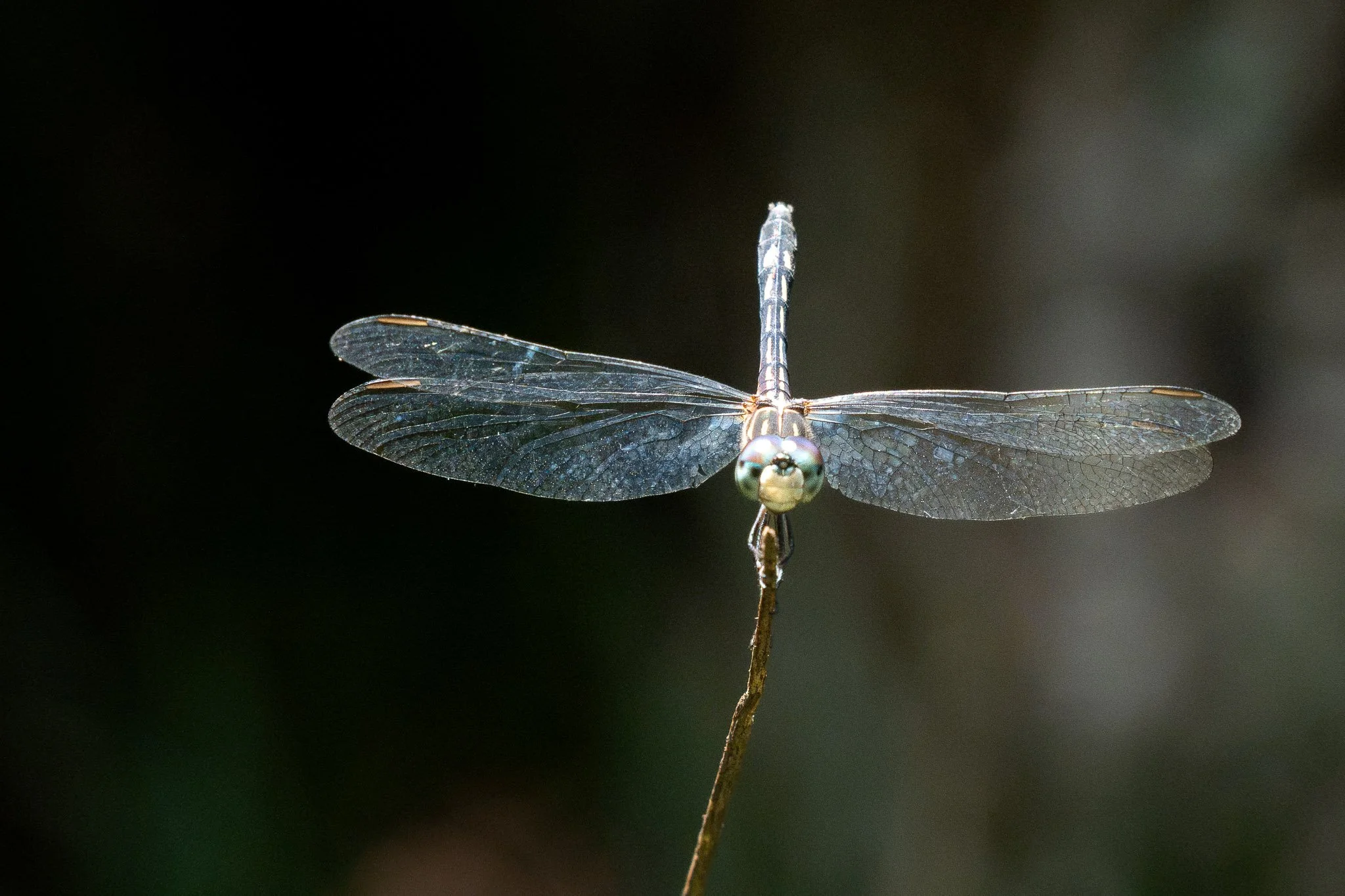 Watching Me Watching You is a fine art dragonfly photograph captured in Gainesville, Florida, featuring an intimate face-to-face moment against deep garden greens.