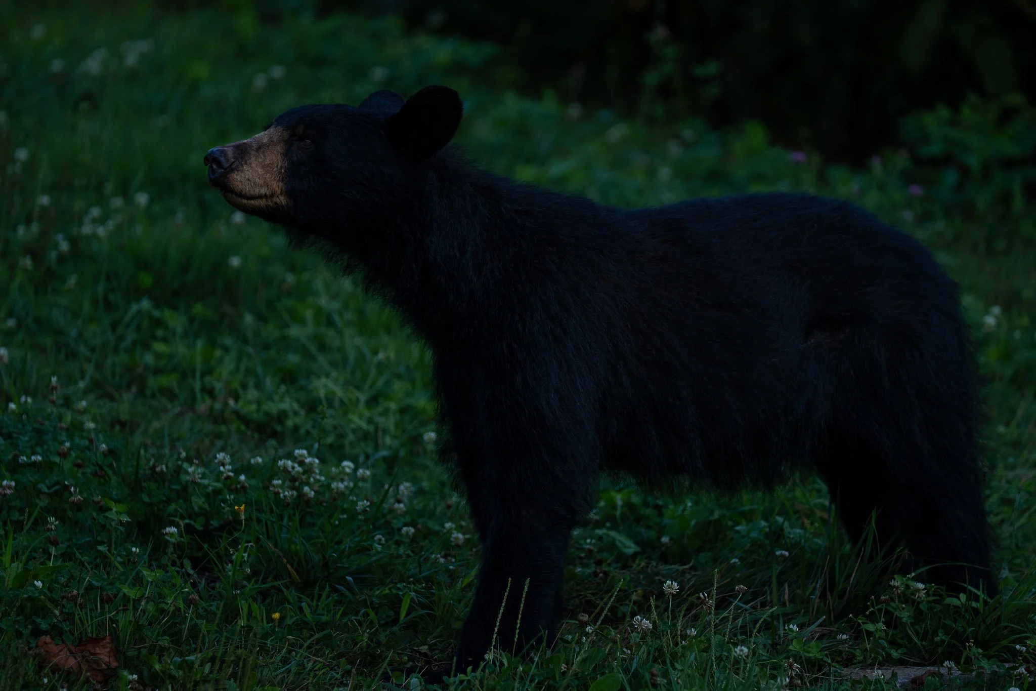 A black bear lifts its nose to the breeze while standing in a grassy mountain meadow along the Blue Ridge Parkway during the soft evening light.
