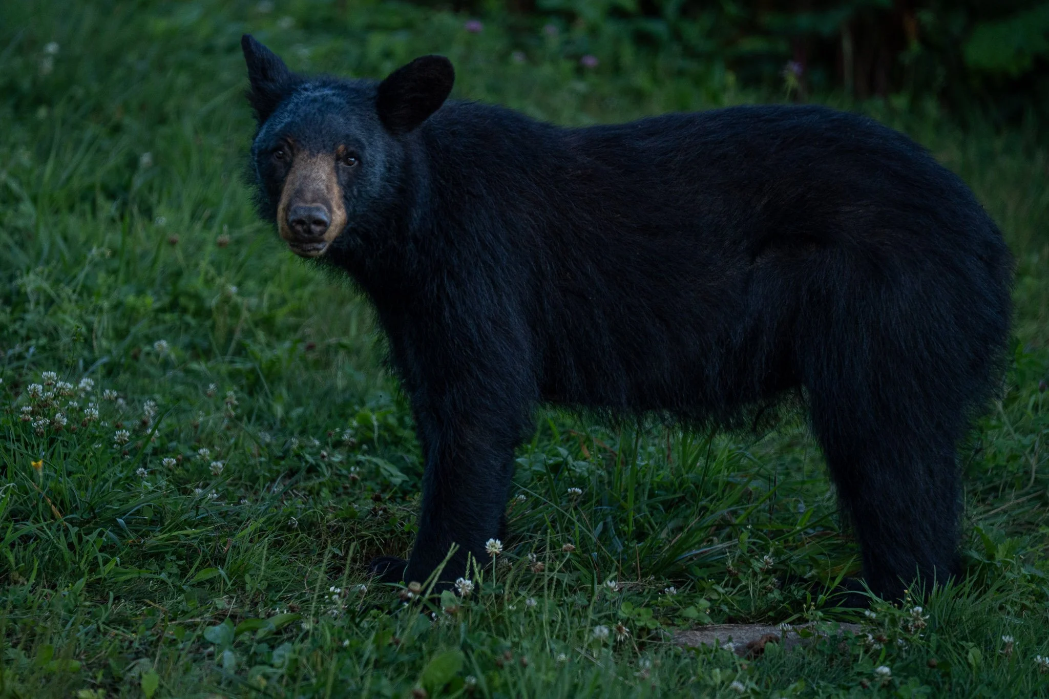A young black bear pauses in a grassy meadow, looking back toward the camera while standing in soft evening light along the Blue Ridge Parkway.