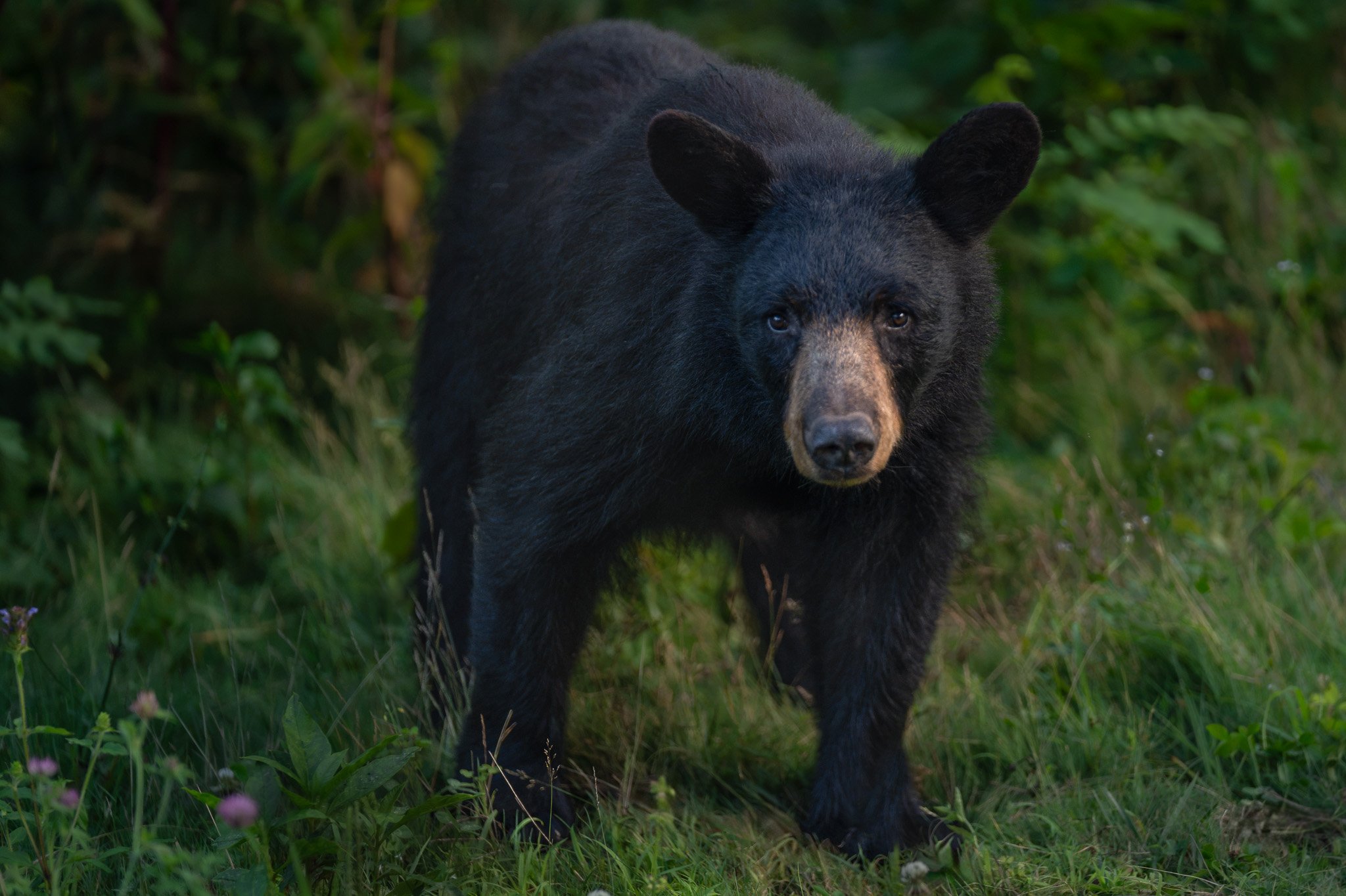 A young black bear pauses in a grassy meadow, looking back toward the camera while standing in soft evening light along the Blue Ridge Parkway.
