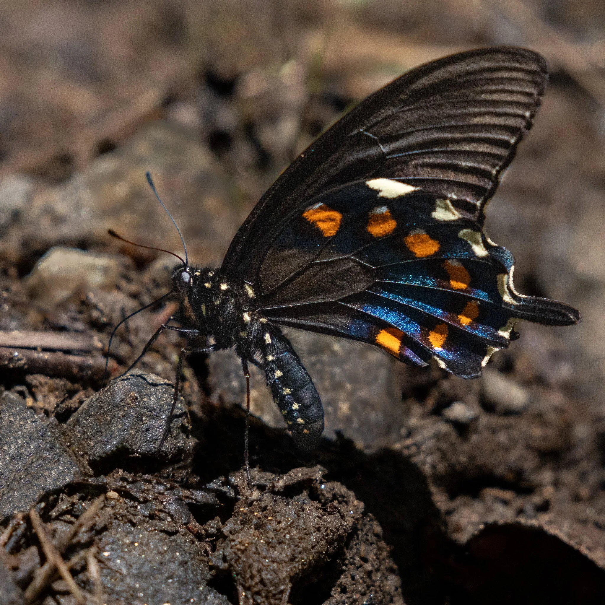 Dark swallowtail butterfly resting on the forest floor with folded black wings revealing vivid blue, orange, and cream markings.